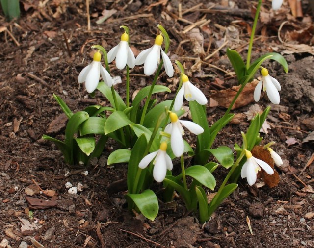galanthus elizabeth harrison