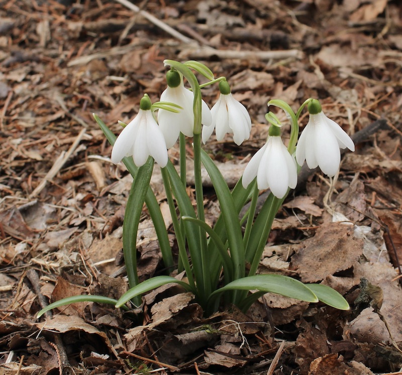 galanthus carol simcoe