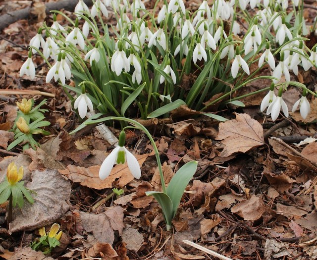 snowdrop seedlings