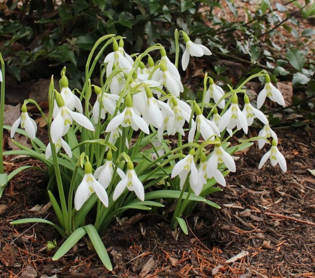 galanthus ivy cottage corporal