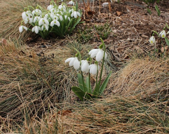 galanthus ea bowles