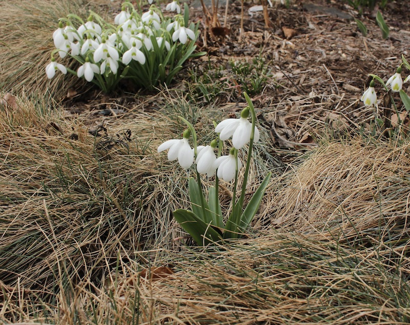 galanthus ea bowles