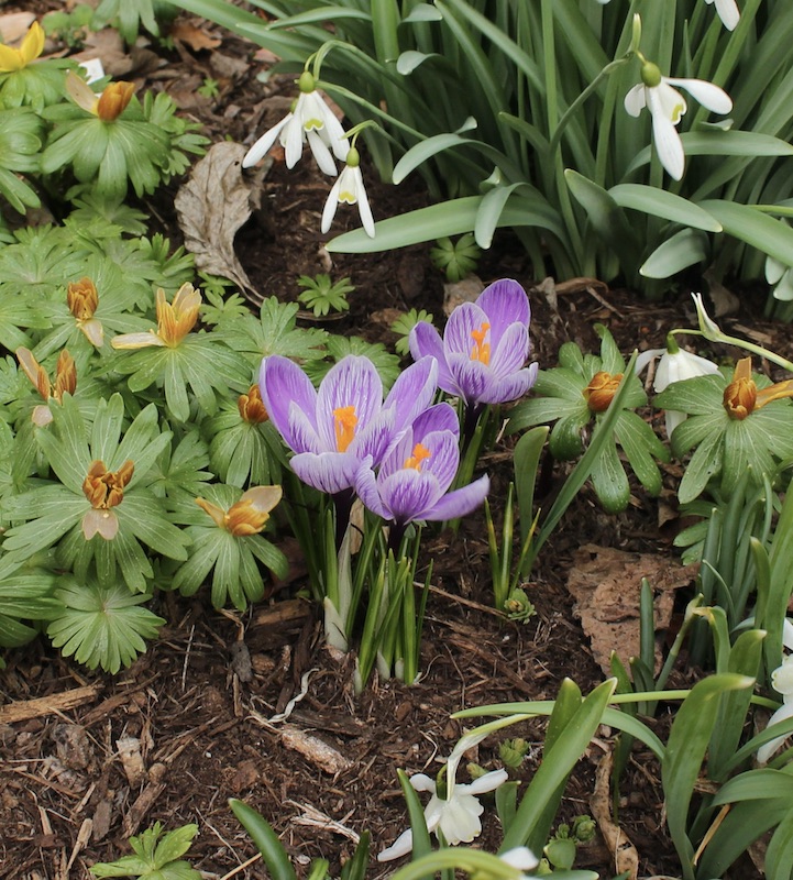 dutch crocus vernalis