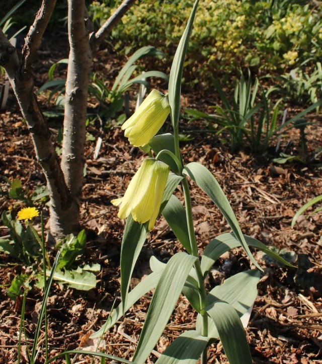 fritillaria pallidiflora