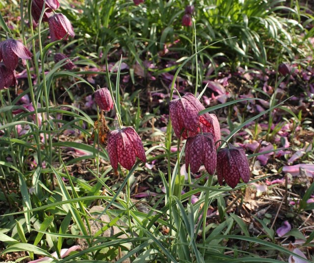 fritillaria meleagris