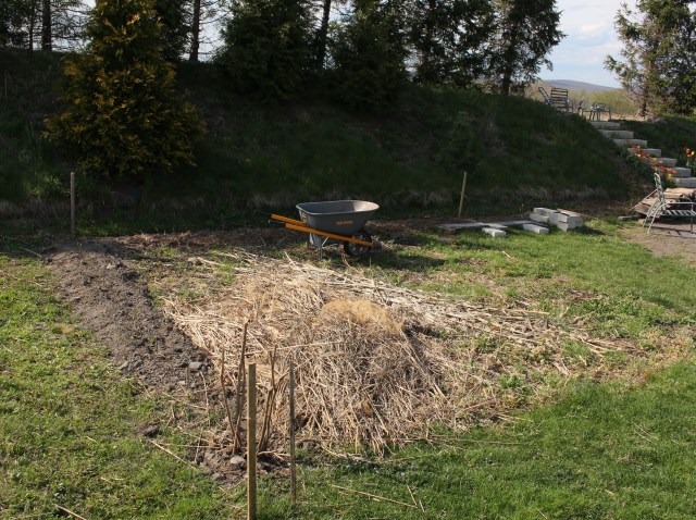 privet hedge planting