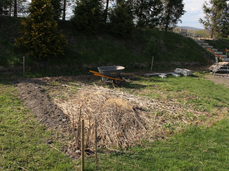 privet hedge planting