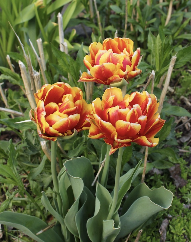 perennial tulips