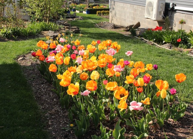 perennial tulips