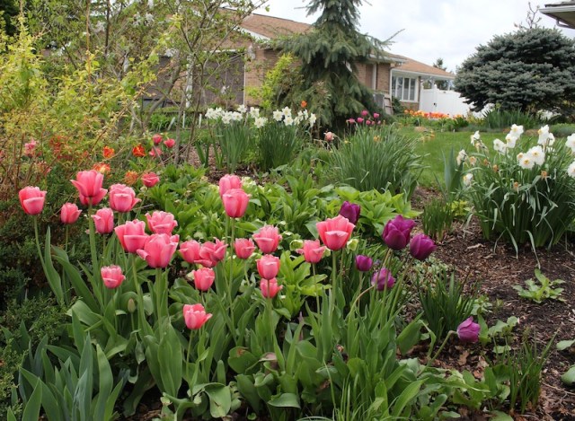 perennial tulips