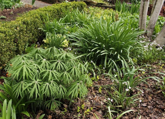 Syneilesis aconitifolia