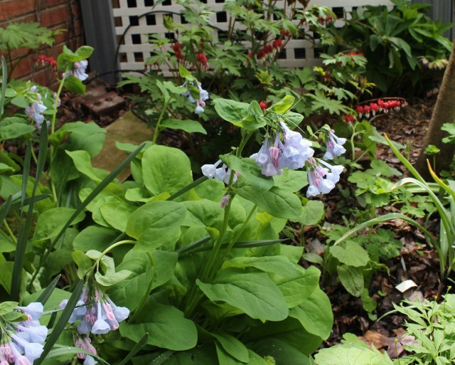 mertensia virginia bluebell