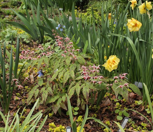 epimedium pink champagne