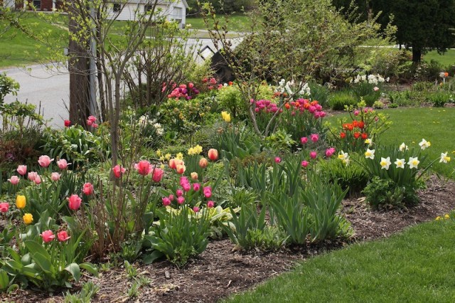 perennial tulips