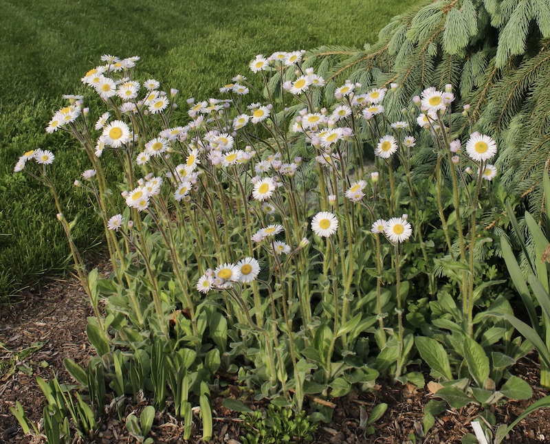 Robin's Plantain Erigeron pulchellus 'Lynnhaven Carpet