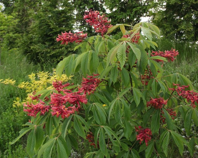 Aesculus pavia red buckeye