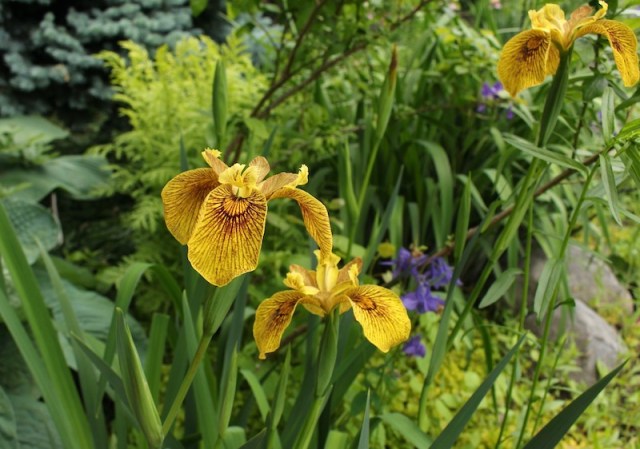 iris berlin tiger