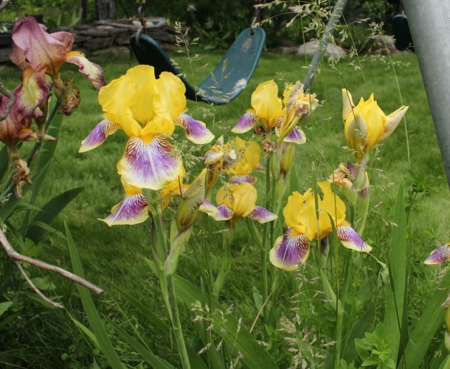 historic bearded iris