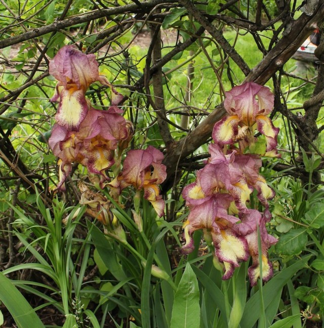 historic bearded iris