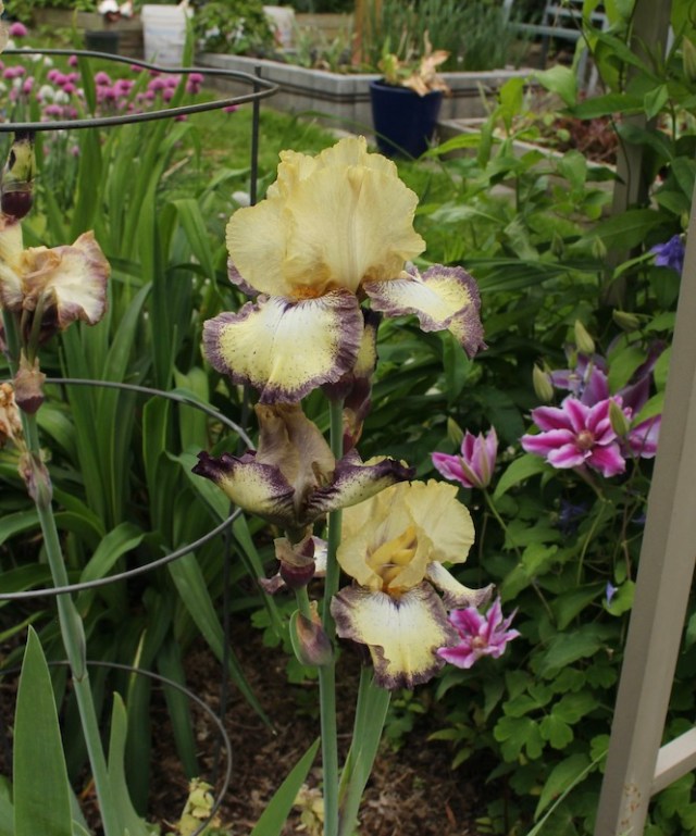 iris ominous stranger