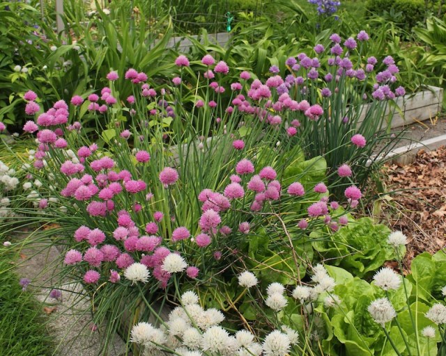 chives allium schoenoprasum