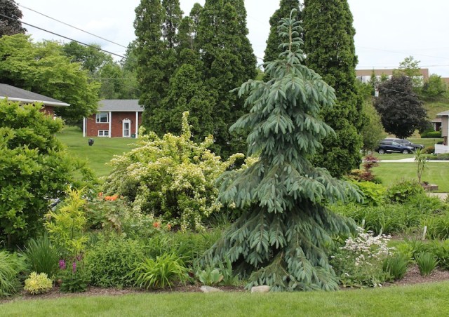 early summer perennial border