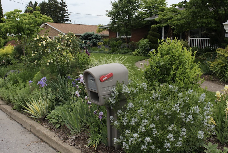 early summer perennial border