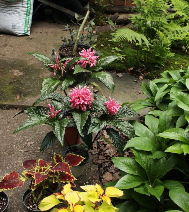 brazilian plume Justicia carnea