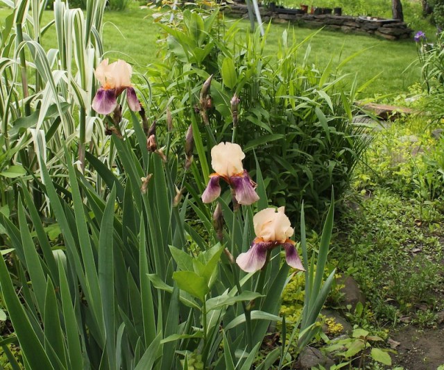 historic iris color carnival