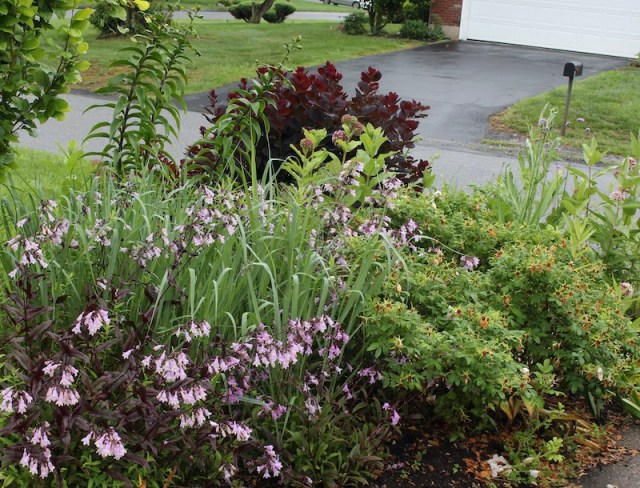 cotinus royal purple