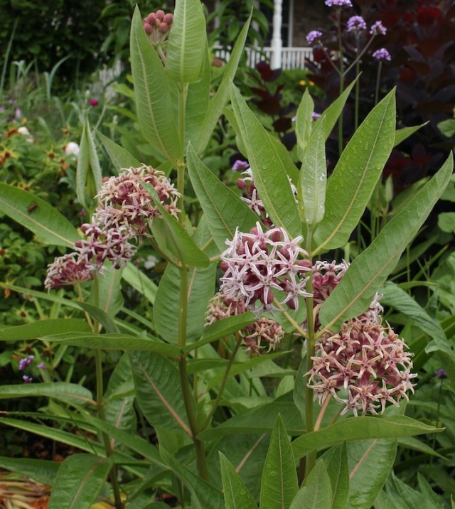 showy milkweed asclepsias speciosa