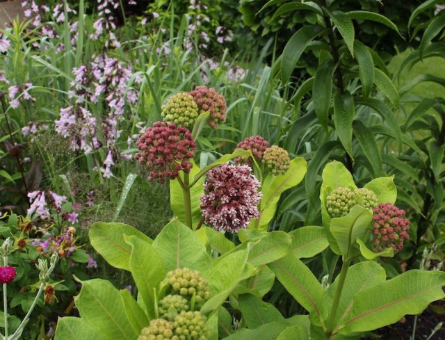 common milkweed asclepsias syriaca