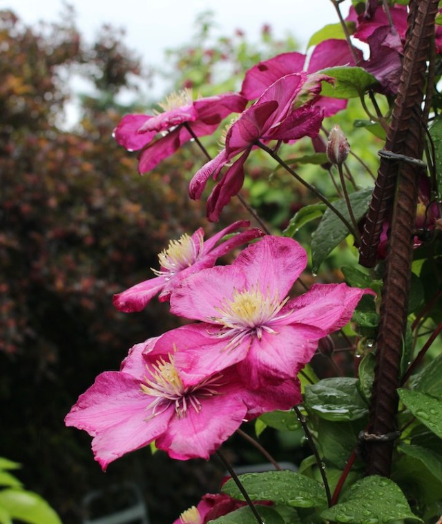 clematis ville de lyon