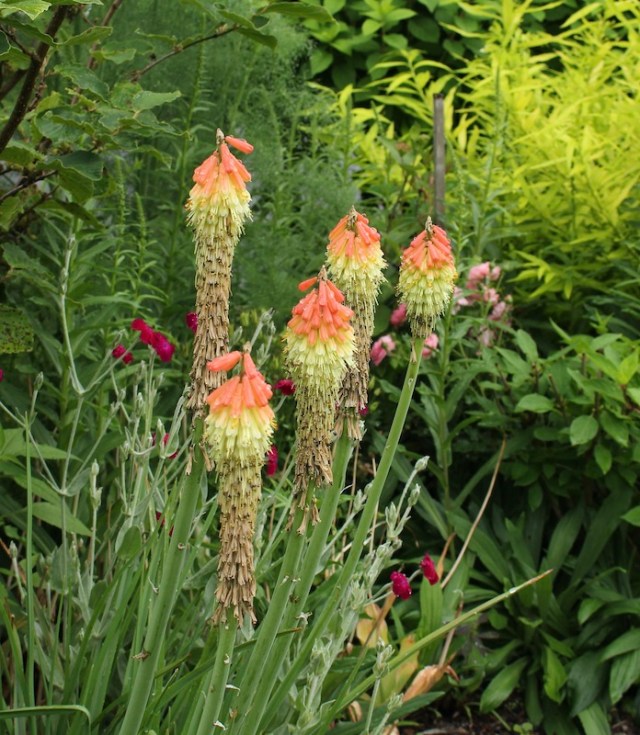 kniphofia caulescens