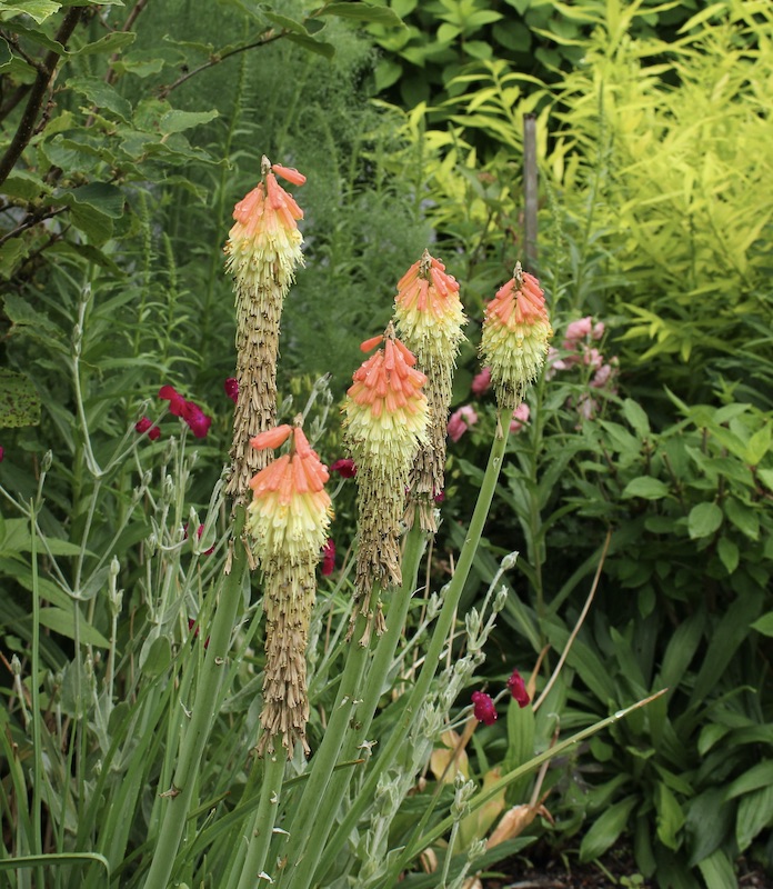 kniphofia caulescens