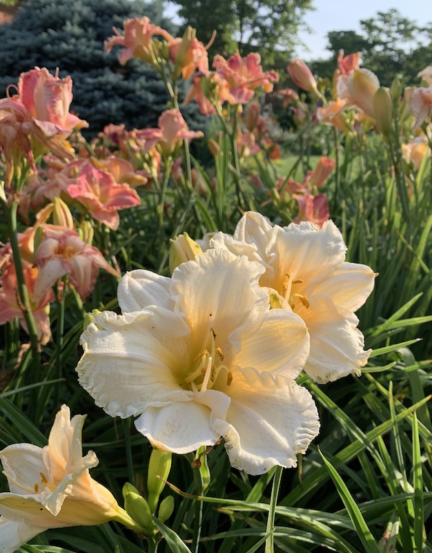 growing daylilies