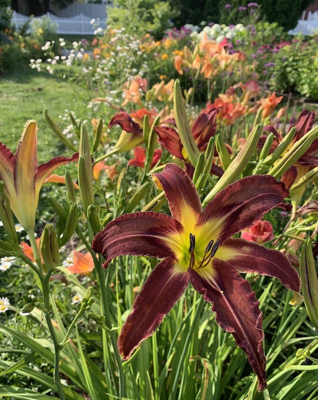 growing daylilies