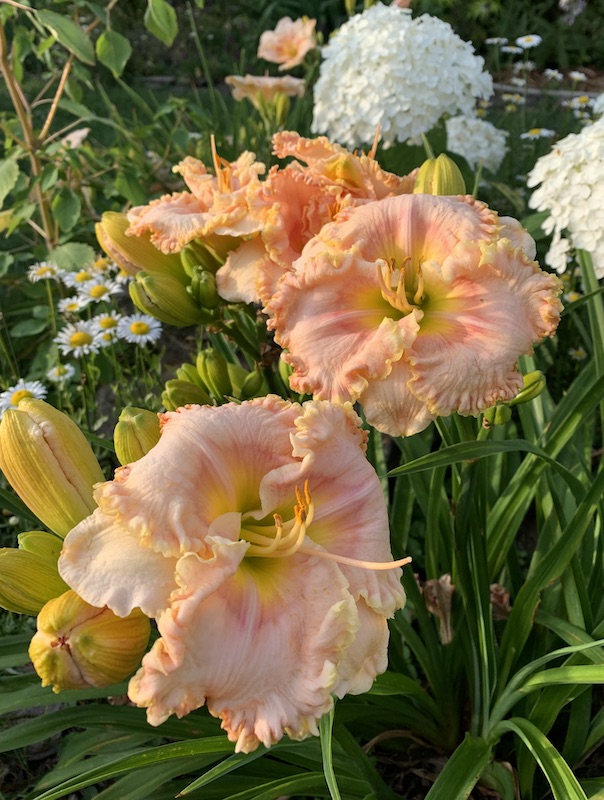 growing daylilies