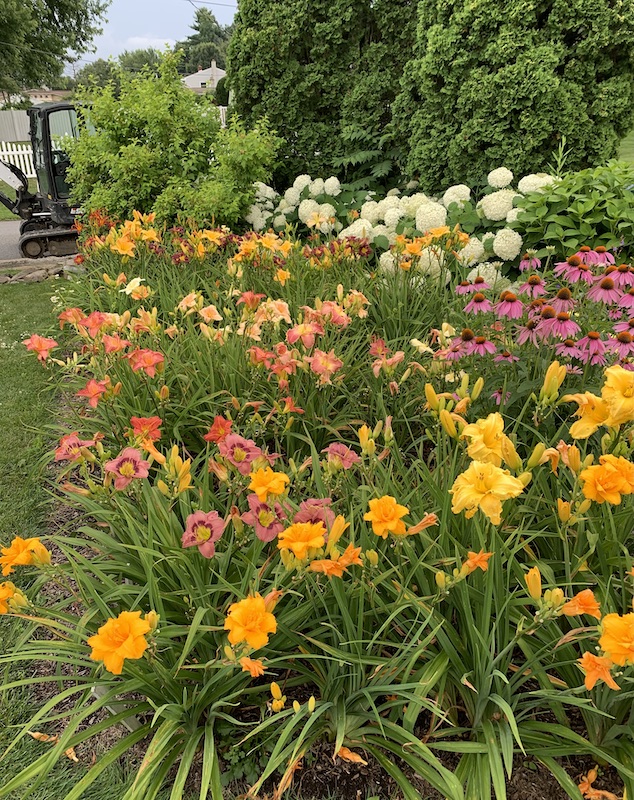 growing daylilies