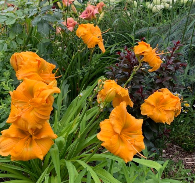 growing daylilies