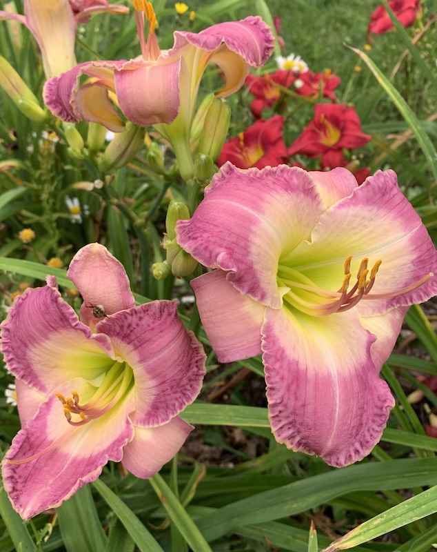 growing daylilies