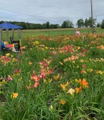growing daylilies