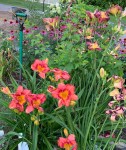 growing daylilies