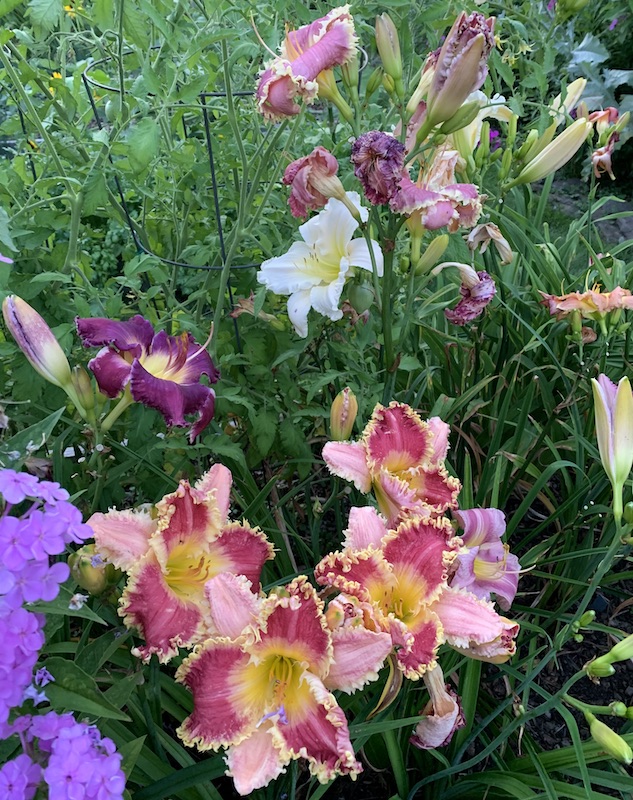 growing daylilies