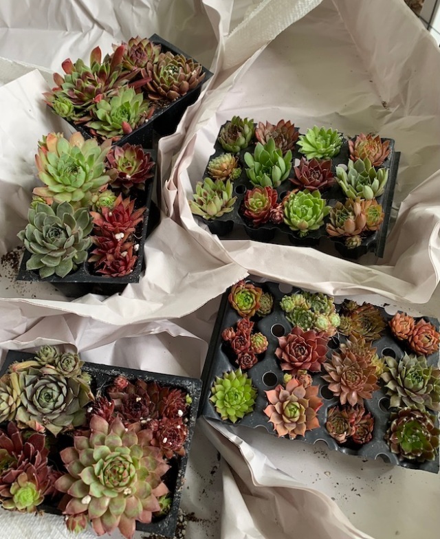 petal pusher sepervivum