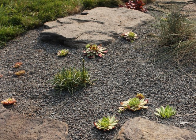 making a rock garden