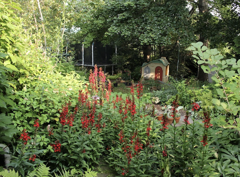 cardinal flower lobelia