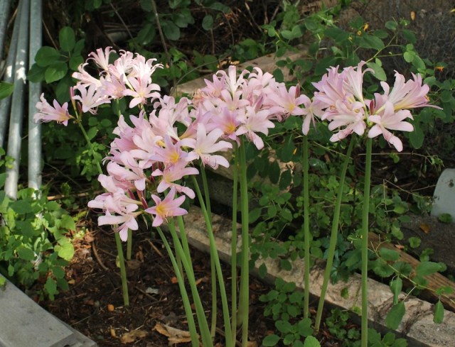 lycoris squamigera