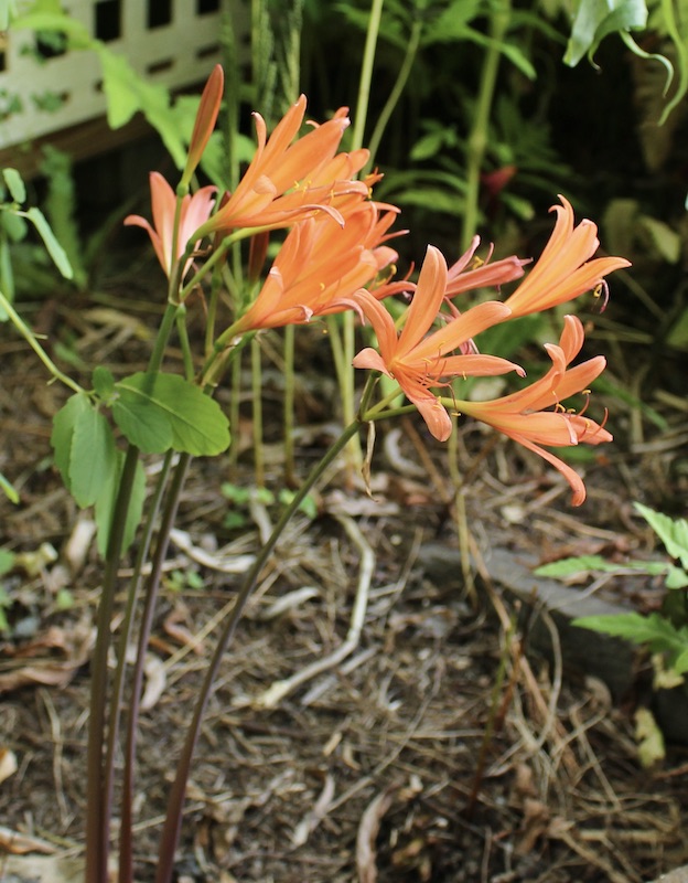 lycoris sanguinea