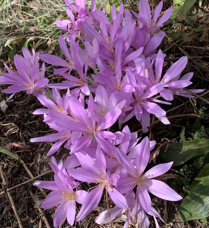 colchicums in the garden